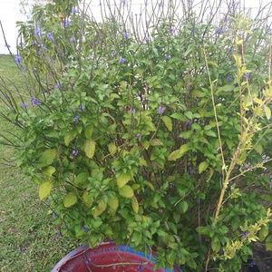 Meet your Posher, Mildred